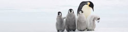 WWF France