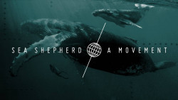 Sea Shepherd