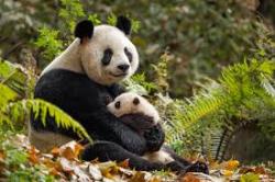 Adepte dune action fonde sur le dialogue et le respect de lautre, le WWF adopte une approche globaliste prenant en compte linterdpendance de ltat de la plante avec le dveloppement humain. Bleu7.com