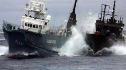 Serving as the only fleet in the world whose sole purpose is to protect all marine wildlife, we are committed to the protection and enforcement of conservation law. Bleu7.com