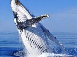 Adepte dune action fonde sur le dialogue et le respect de lautre, le WWF adopte une approche globaliste prenant en compte linterdpendance de ltat de la plante avec le dveloppement humain. Bleu7.com
