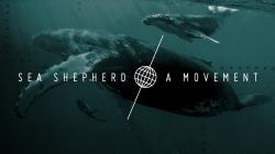 Serving as the only fleet in the world whose sole purpose is to protect all marine wildlife, we are committed to the protection and enforcement of conservation law. Bleu7.com