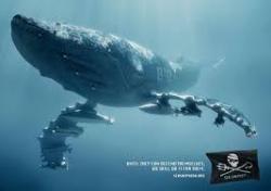 Serving as the only fleet in the world whose sole purpose is to protect all marine wildlife, we are committed to the protection and enforcement of conservation law. Bleu7.com