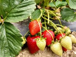 Were passionate about growing produce organically within an ecological system - and offering our customers an option to buy affordable food thats fair and healthy for the consumer, environment, farm staff, and farmers. Bleu7.com