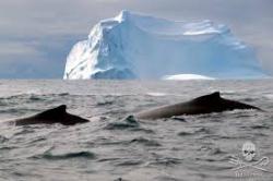 Serving as the only fleet in the world whose sole purpose is to protect all marine wildlife, we are committed to the protection and enforcement of conservation law. Bleu7.com