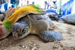 Adepte dune action fonde sur le dialogue et le respect de lautre, le WWF adopte une approche globaliste prenant en compte linterdpendance de ltat de la plante avec le dveloppement humain. Bleu7.com