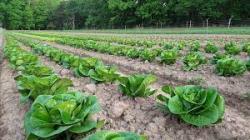 Were passionate about growing produce organically within an ecological system - and offering our customers an option to buy affordable food thats fair and healthy for the consumer, environment, farm staff, and farmers. Bleu7.com