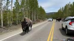 On March 1, 1872, Yellowstone became the first national park for all to enjoy the unique hydrothermal and geologic features. Within Yellowstones 2.2 million acres. Bleu7.com